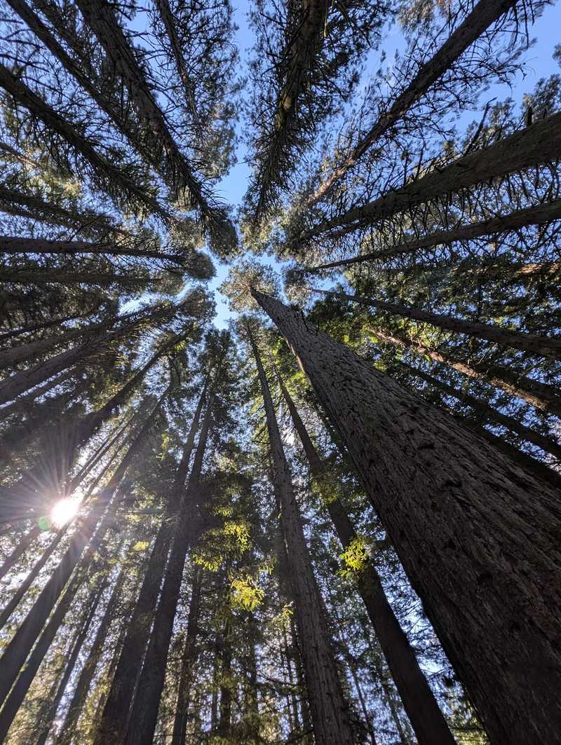 Photo of redwood trees