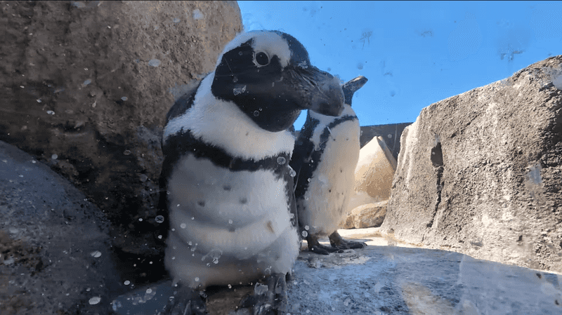 Photo of penguins
